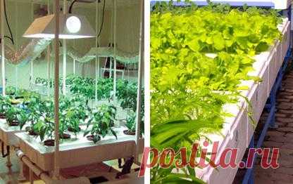 Что же лучше: традиционное огородничестро или гидропоника?