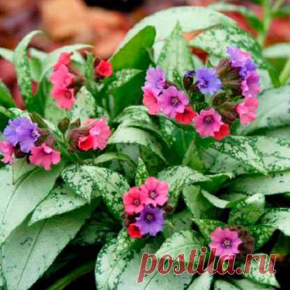 Многолетний садовый цветок Медуница (Pulmonaria). Семейство: бурачниковые (Boraginaceae)

Синонимы: пульмонария

Многолетнее корневищное травянистое растение высотой до 50 см. Листья ланцетные, соцветие - завиток с красно-фиолетовыми цветками. Замечательное почвопокровное растение для тенистых мест. Хороший медонос и лекарственное растение. Цветет в конце весны.

Основные виды
М.узколистная (P.angustifolia) - высотой до 30 см, листья ланцетные. опушенные; цветет в мае - июне.