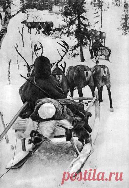 Эвакуация раненого на оленях, Карельский фронт, 1942 год