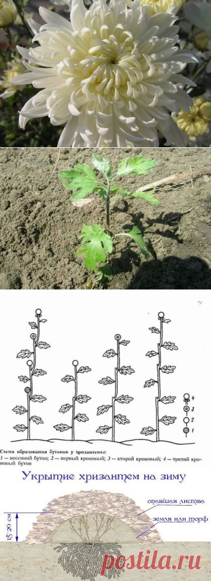 Как вырастить шикарные хризантемы - Садоводка
