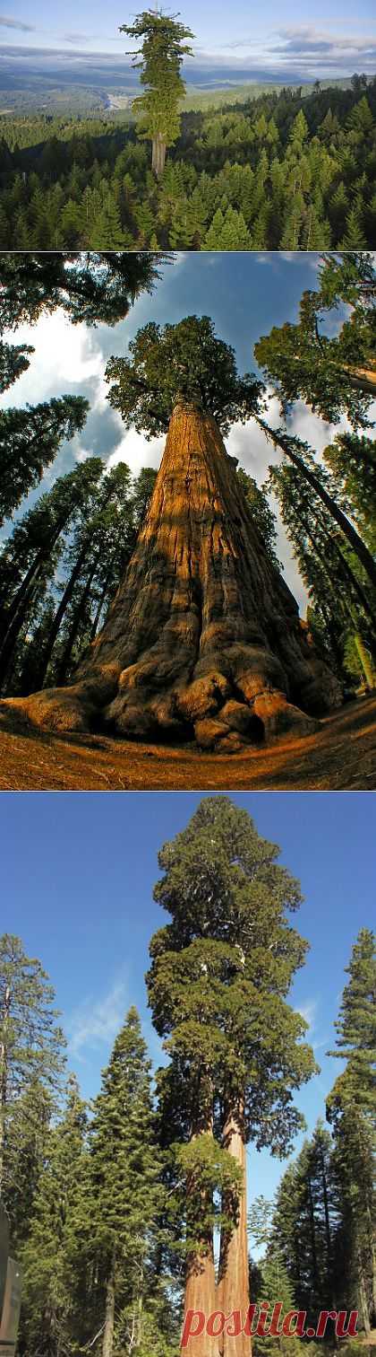 (+1) тема - Самые высокие деревья нашей планеты | Наука и техника