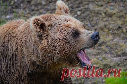 Медведь покалечил гулявшую с собакой женщину. На японском острове Хоккайдо медведь напал на женщину, гулявшую с собакой. Дикий зверь покалечил 37-летнюю жительницу портового города Кусиро. Японка повстречалась с агрессивным животным около девяти часов утра в субботу, 1 апреля, когда отправилась выгулять своего питомца.