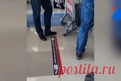 Видео бегающей по российскому аэропорту крысы возмутило пользователей сети. Бегающая по международному аэропорту Владивостока крыса попала на видео и вызвала возмущение пользователей сети. На размещенной записи видно животное, находящееся около багажной тележки одного из пассажиров. Россияне возмутились видеозаписью. «Лицо Владивостока…», «Позорище» — комментировали они.