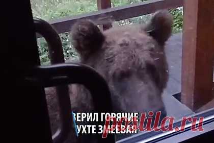 Прогулка вышедшего к горячим источникам в Бурятии медведя попала на видео. Медведь вышел к горячим источникам и прошелся по территории курорта в Бурятии, сразившись по пути с информационным стендом. Прогулка медведя попала на видео, кадры опубликовали в Telegram-канале «KP.RU». Любопытное животное успело попробовать на вкус канистру и пару стаканчиков, а также заглянуть в туалет.