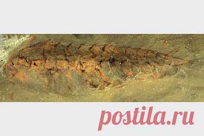 Обнаружены останки древнего существа с хорошо сохранившимся мозгом. Ученые Университета Аризоны обнаружили окаменелости с хорошо сохранившимися структурами древнего мозга. Окаменелости принадлежали леанхойлии — вымершему роду членистоногих, жившему в кембрийском периоде. Специалисты подтвердили наличие крайней лобной области мозга, которая не сегментирована.