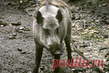 В российском регионе запретили охоту на кабанов. В Хабаровском крае запретили охоту на кабанов ради тигров. Соответствующее постановление подписал глава российского региона Михаил Дегтярев в Telegram. По его словам, инициатива согласована с федеральном министерством природных ресурсов и экологии. Российский губернатор отметил, что сейчас численность тигров растет