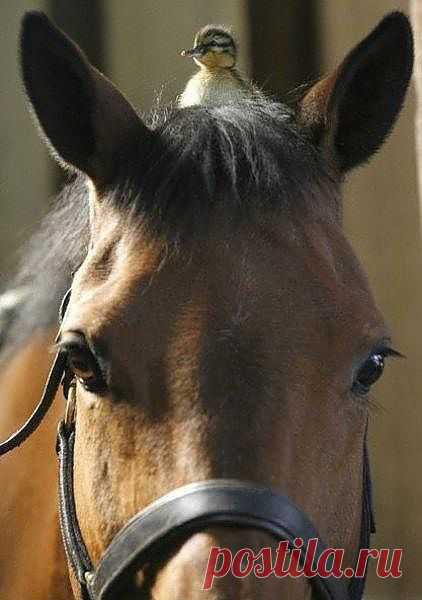 Ready for spring. | Horses