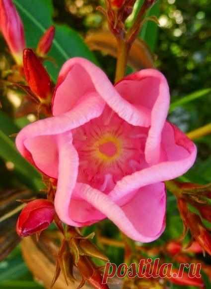 Oleander (Nerium oleander)