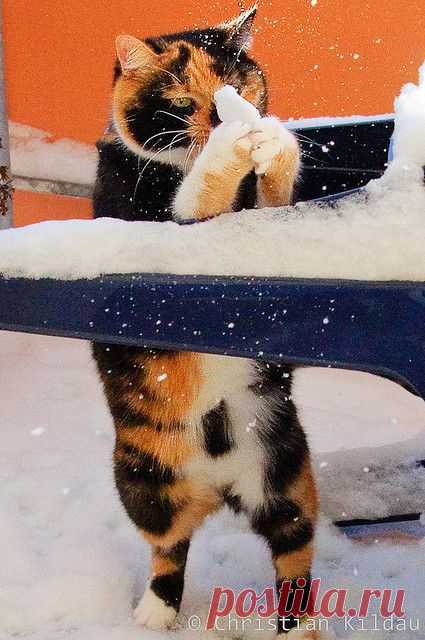 Snow Cat | Живой мир