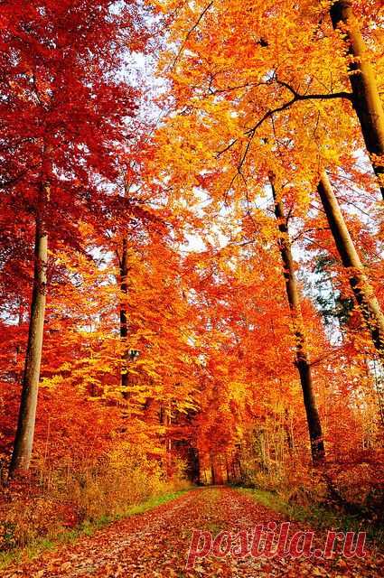 Colors of Fall | Autumn Splendor