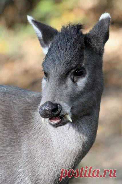 Tufted Deer,Elaphodus cephalophus.A close relative of the muntjac, but living somewhat further north, this deer is of the family Cervidae. It lives in a wide area of central China and northeastern Myanmar