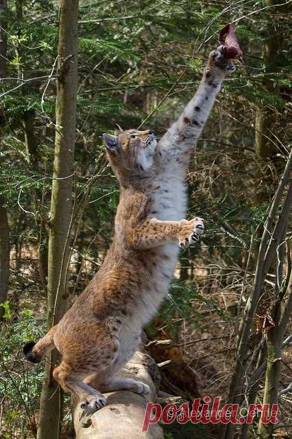 Beutefang | Luchs im Wildpark Pforzheim | Cloudtail the Snow Leopard | Flickr