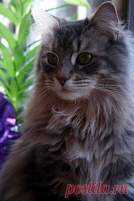 Maine Coon Cat | Flickr - Photo Sharing!