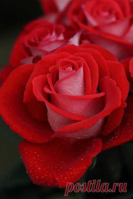 Red rose | Roses- my favorite!!