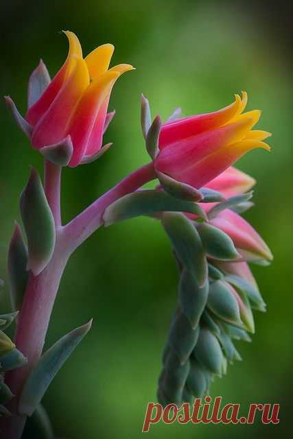 Echeveria Flowers - amazing   |   Pinterest • Всемирный каталог идей