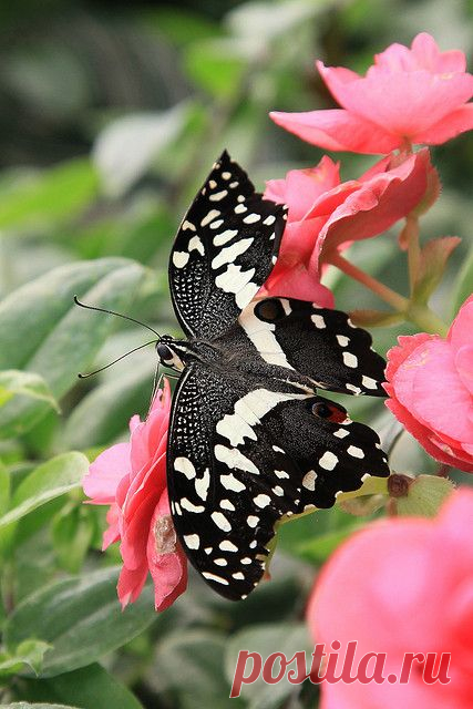 Common Lime Butterfly (Papilio demoleus),   
flickr от liwingw   |   Pinterest • Всемирный каталог идей