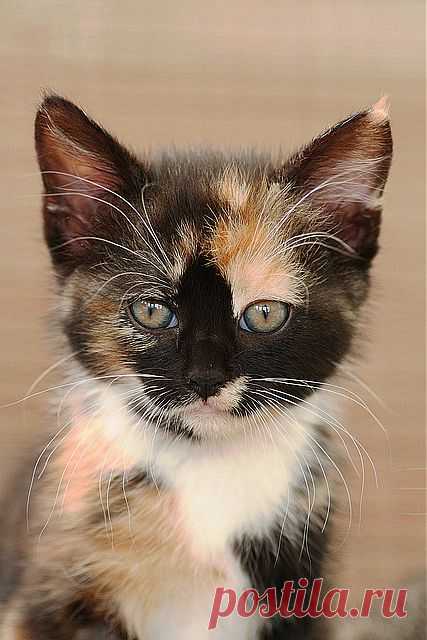 Calico kitten | Flickr - Photo Sharing!