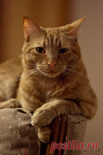 The yellow cat. | Flickr - Photo Sharing!