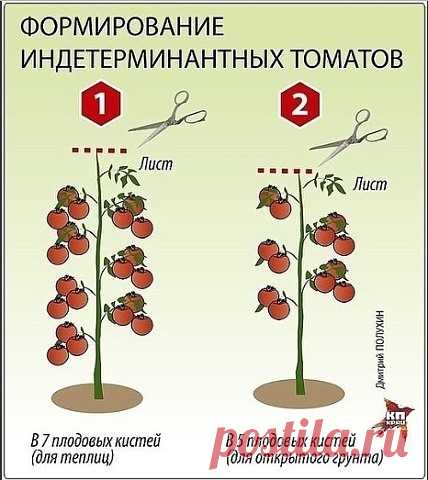 ПОМИДОРНАЯ НАУКА.