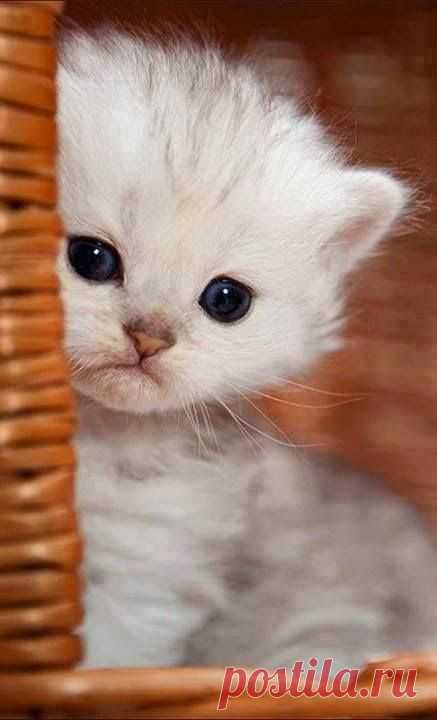 lovely pets : 5 Cutest Kittens You will Ever See