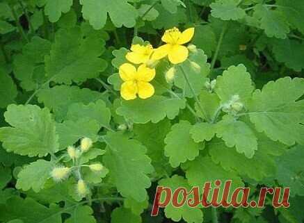 Рецепт настоя от тли.
3 больших растения чистотела срезать под корень и нарезать. Залить ведром холодной воды и настоять 3 часа. Налить в глубокую миску и осторожно окунуть туда верхушки веточек, на которых поселилась тля.
Особенно хороший эффект получается на смородине.