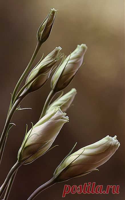 Фотограф Mycatherina Katka.