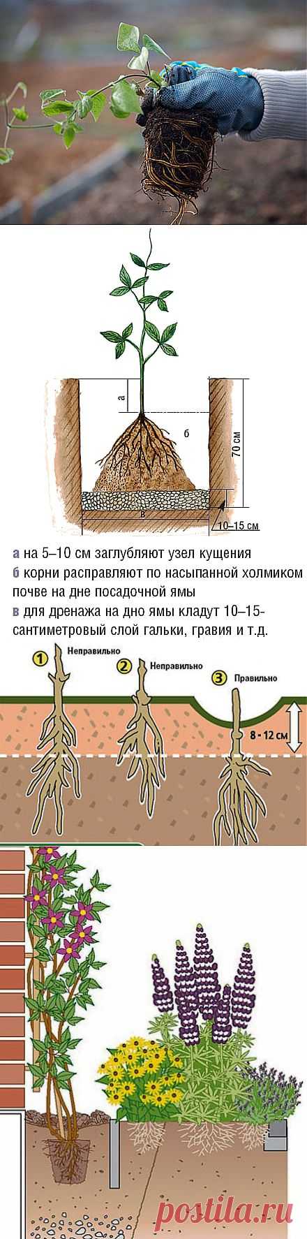 цитата НАШ_САД : Как правильно посадить клематис. Где и как посадить клематисы (19:21 13-02-2014) [901126/312939445] - natasha_5656@mail.ru - Почта Mail.Ru