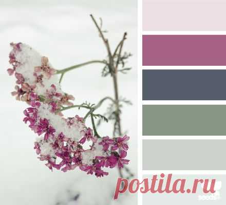 design seeds | winter flora | for all who ♥ color