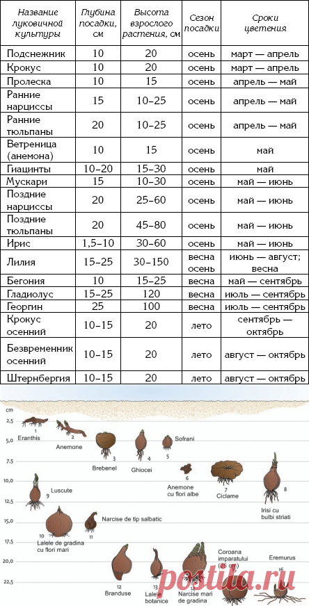 ГЛУБИНА ПОСАДКИ ЛУКОВИЧНЫХ