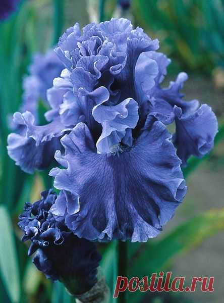 Iris: 'Sea Power' - Tall Bearded Iris | Flower