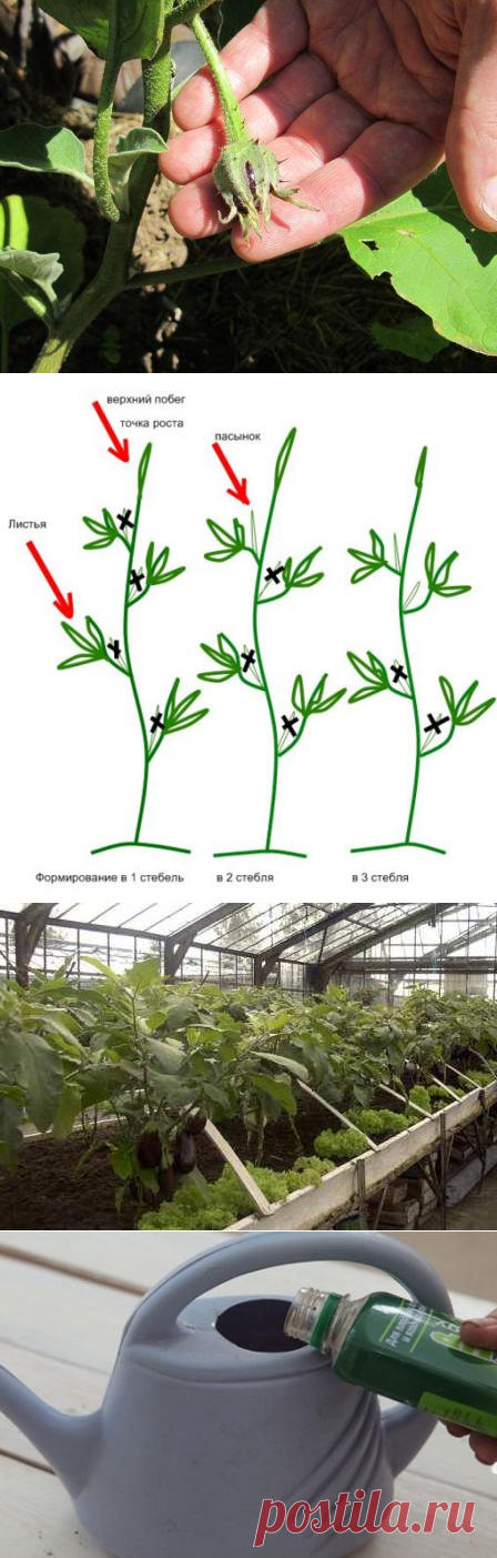 Пасынкование баклажан в теплице и открытом грунте, пасынкование баклажанов