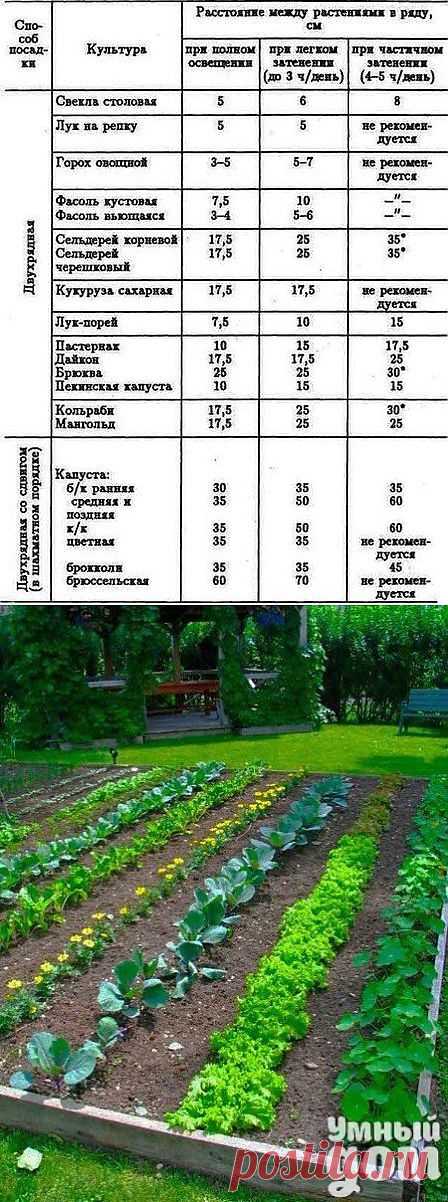 Сколько, чего и как "сажать"?