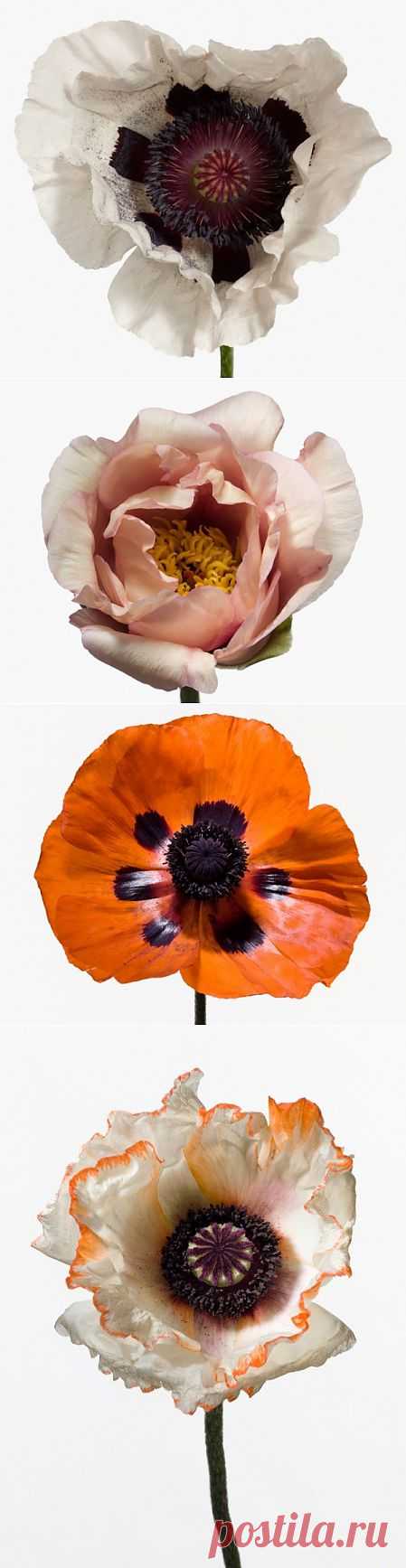(+1) - Великолепные цветы от Пола Ланге | САД НА ПОДОКОННИКЕ