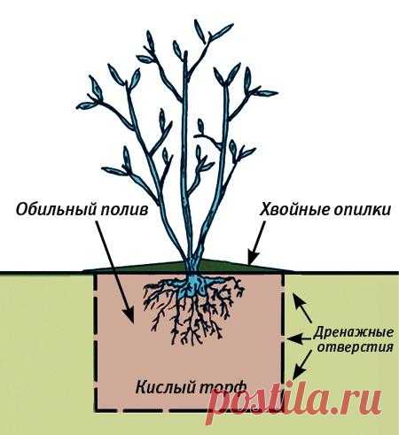 Посадка и уход за садовой голубикой. Популярные виды и сорта голубики