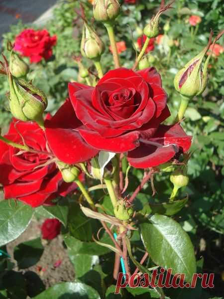 Розарии для Вашего сада — 6 соток