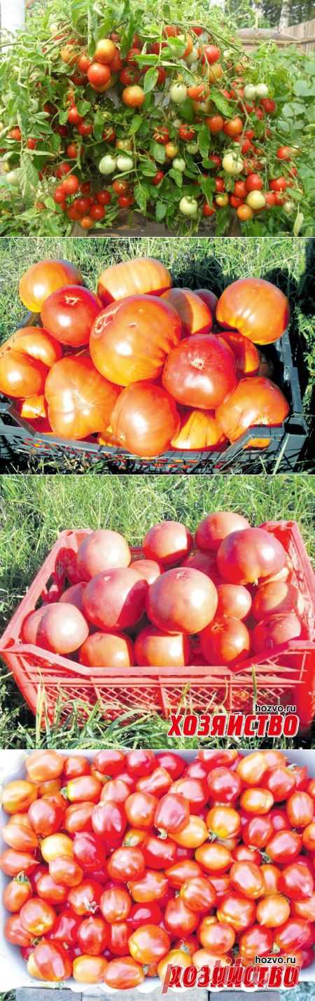 Николай Хорошев: Любимые сорта томатов я искал годами | Дачный участок