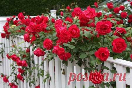 Выращивание плетистой розы сорта Ена Харкнесс | Садовед