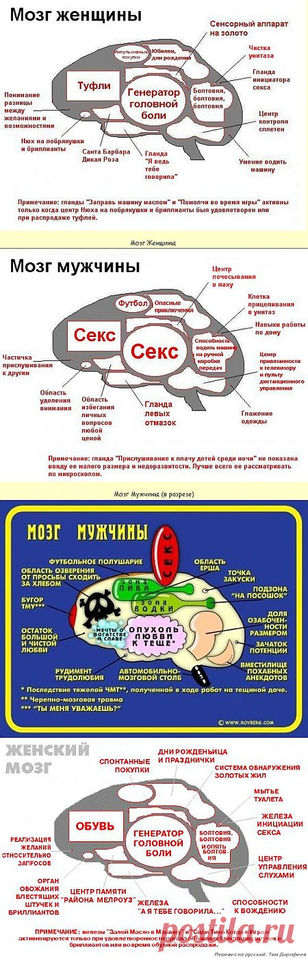 Факты о человеческом мозге