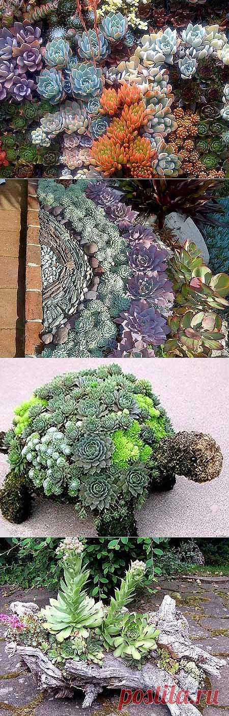 Композиции из цветов суккулентов: живая мозаика в саду