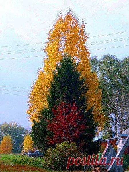 Осенняя гармония 🍁 🍂