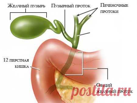 Желчный пузырь, народные методы лечения и чистки