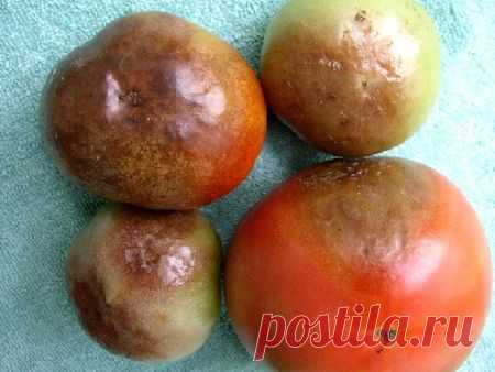 Фитофтора: как избавить томаты от злостного недуга