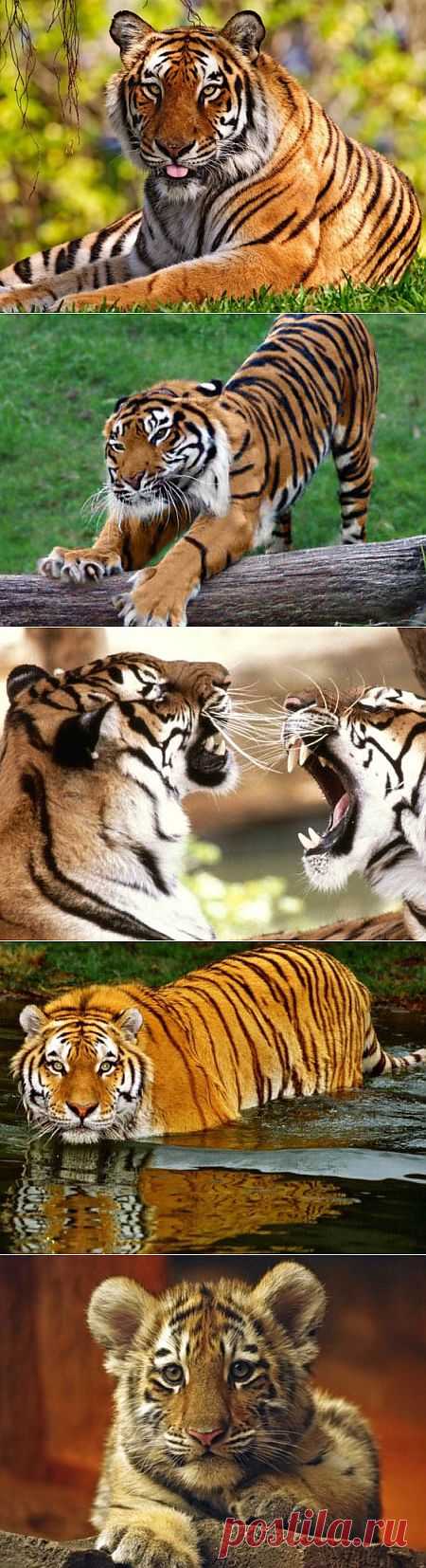 Фото животных - ЗооФото - Тигр фото