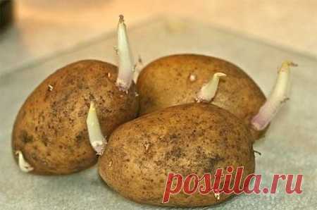 Народные способы проращивания картофеля в квартире