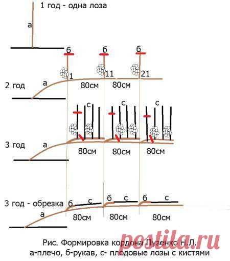 Как формировать куст винограда | sotki.ru