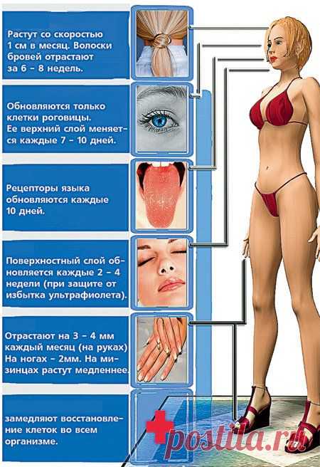 Ритмы обновления организма человека.