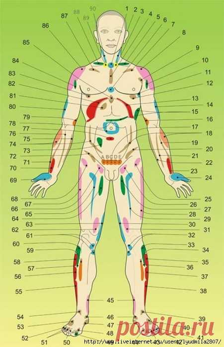 Внутренние органы на теле человека. Акупунктурные точки. Вид спреди