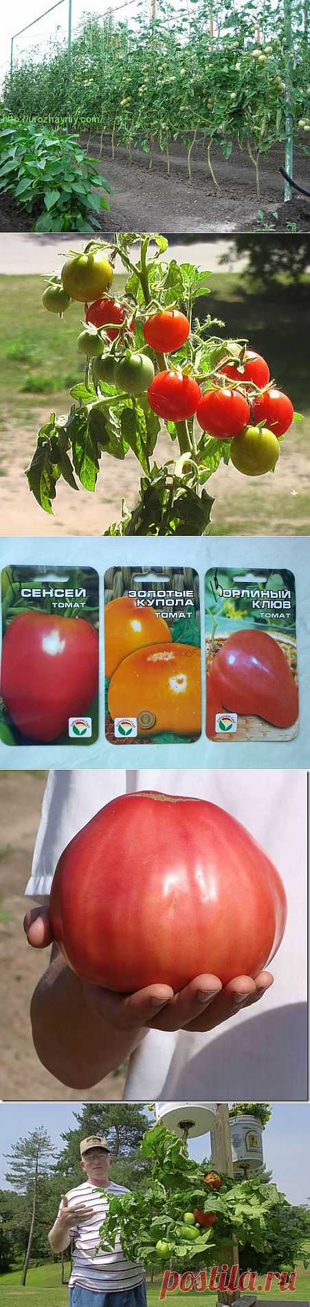 томаты помидоры из помидор | Записи с меткой томаты помидоры из помидор | Дача, сад и огород круглый год!