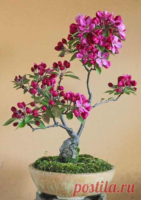 Bonsai Flower Plants Collection for Interiors - I  |  minmit.com