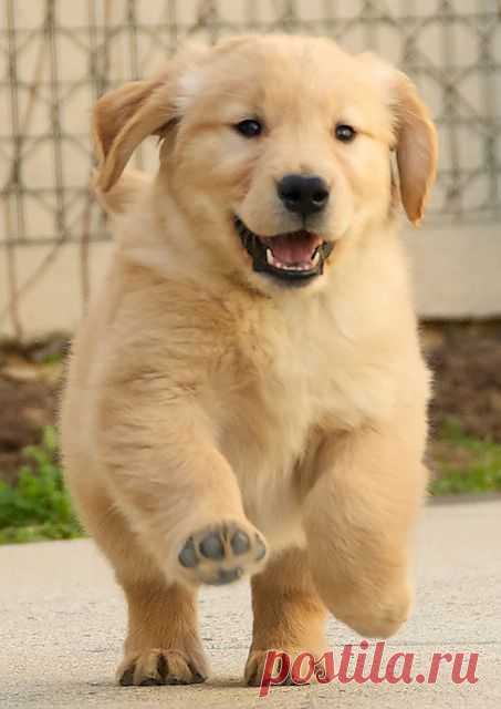 Golden Retriever Puppy Running | Flickr - Photo Sharing!